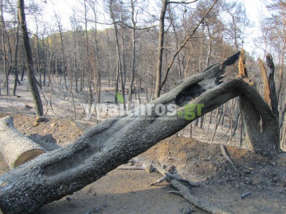 Αυτοψία στη βόρεια Εύβοια: Σε μόνιμη ανεργία οι ρητινοκαλλιεργητές