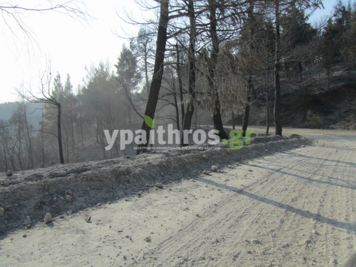 Γ. Τσιρώνης: Η κυβέρνηση θα κάνει τα αδύνατα δυνατά να στηρίξει τους ρητινοκαλλιεργητές στη Β. Εύβοια Γ. Τσιρώνης: Η κυβέρνηση θα κάνει τα αδύνατα δυνατά να στηρίξει τους ρητινοκαλλιεργητές στη Β. Εύβοια