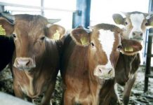 Εντός των ημερών αναμένεται να καταβληθούν αποζημιώσεις 5,5 εκατ. ευρώ σε κτηνοτρόφους