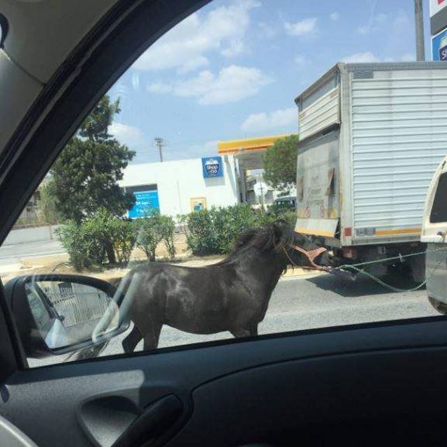 Άλογο σέρνεται από όχημα επί της λεωφόρου Βάρης -Κορωπίου Άλογο σέρνεται από όχημα επί της λεωφόρου Βάρης -Κορωπίου