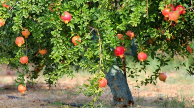 argolida-antepithesi-ermionidos-gia-to-rodi-47079