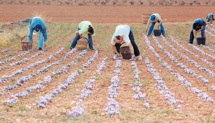 Επιστημονικό σεμινάριο για τα φαρμακευτικά φυτά στον Δ. Τρικκαίων Επιστημονικό σεμινάριο για τα φαρμακευτικά φυτά στον Δ. Τρικκαίων