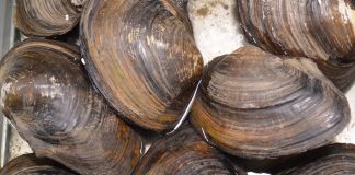 Άρση περιοριστικών μέτρων στην αλιεία Ζώντων Δίθυρων Μαλακίων στη Μάκρη