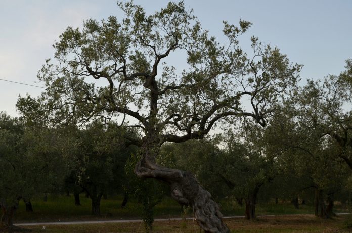 Έξαρση του δάκου στην ελαιοκομική περιοχή της Αλεξανδρούπολης Έξαρση του δάκου στην ελαιοκομική περιοχή της Αλεξανδρούπολης