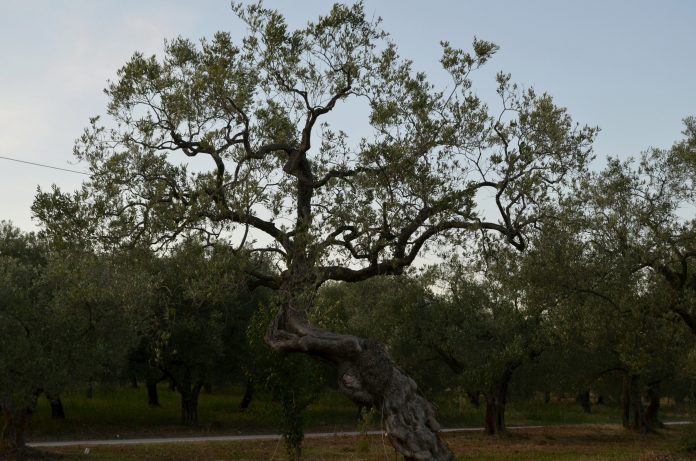 Έξαρση του δάκου στην ελαιοκομική περιοχή της Αλεξανδρούπολης