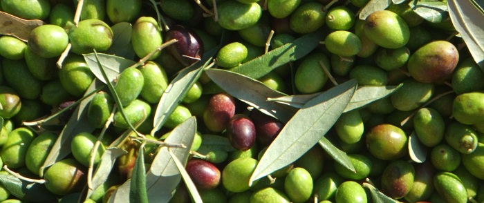 i-elia-makris-agonizetai-na-ginei-pop-46942
