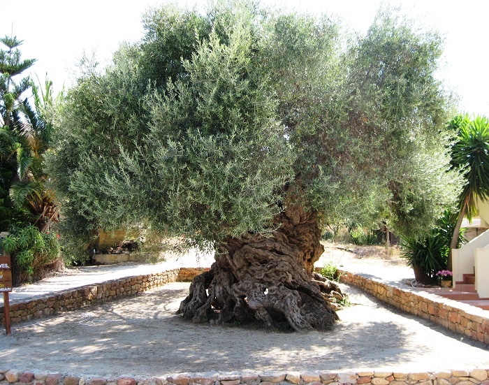 protovoulies-gia-tin-anadeixi-tis-archaias-elias-ton-vouvon-sta-chania-47029
