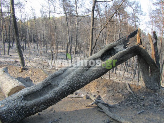 Παράταση πληρωμών για βεβαιωμένες οφειλές λόγω καταστροφών στην Εύβοια Παράταση πληρωμών για βεβαιωμένες οφειλές λόγω καταστροφών στην Εύβοια