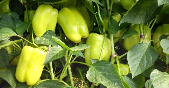i-vasilissa-piperia-tis-veroias-48493