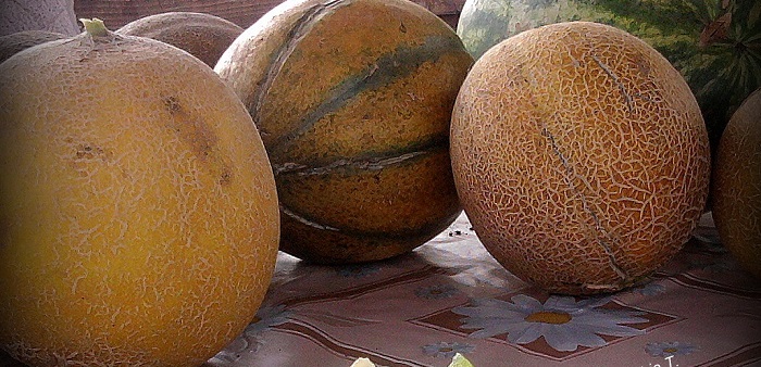 chameno-merokamato-timi-tarifa-to-1-evro-kai-to-peponi-sta-azitita-45388