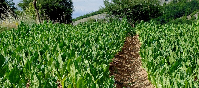 agrotikos-kapnikos-synetairismos-voiou-kastorias-grevenon-epistoli-diamartyrias-gia-tis-apozimioseis-2023-46918