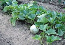 Ξερικό πεπόνι: Η Κυρτώνη Λοκρίδας εγκαταλείπει μια μοναδική καλλιέργεια