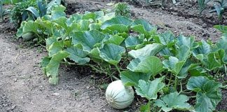Ξερικό πεπόνι: Η Κυρτώνη Λοκρίδας εγκαταλείπει μια μοναδική καλλιέργεια