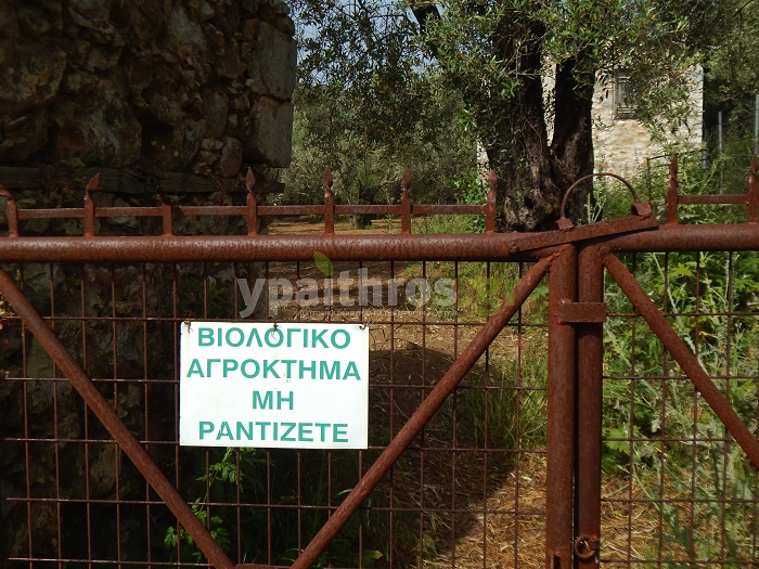 βιολογικός ελαιώνας στη Λέσβο