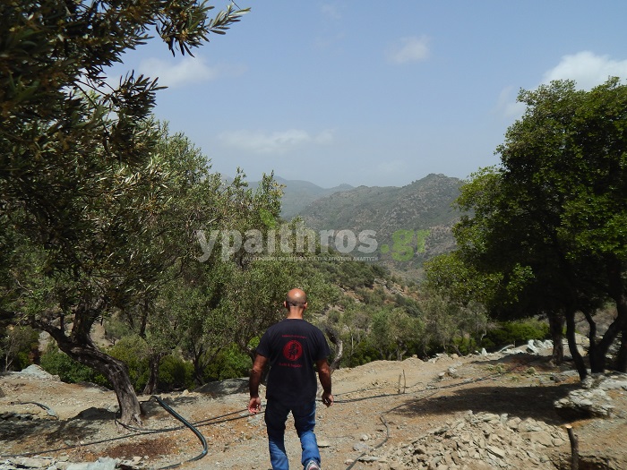 Ελαιώνες στη Λέσβο Ελαιώνες στη Λέσβο