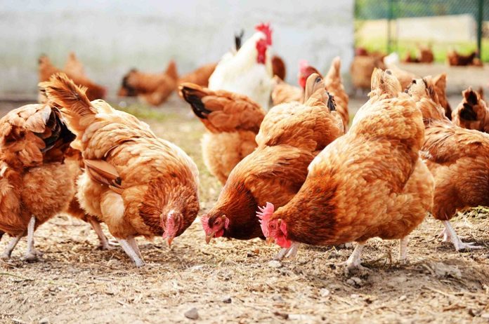 Ισορροπημένη εκτροφή για υγιή και παραγωγικά ζώα Ισορροπημένη εκτροφή για υγιή και παραγωγικά ζώα