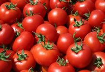 Μεσσηνία: «Βουτιά» της υπαίθριας ντομάτας