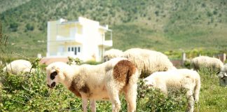 Έξτρα 20% ενίσχυση στα Σχέδια Βελτίωσης των ορεινών κτηνοτρόφων