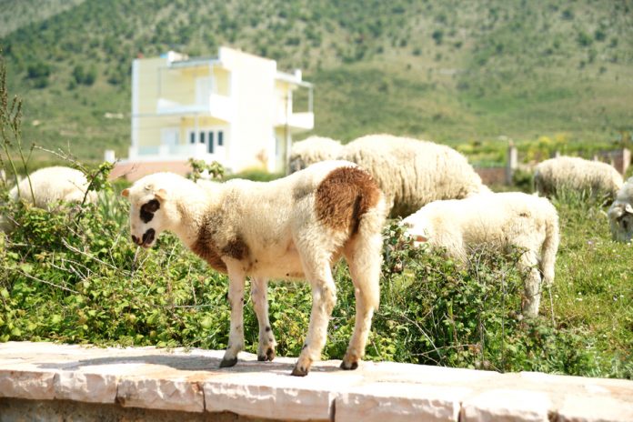 Έξτρα 20% ενίσχυση στα Σχέδια Βελτίωσης των ορεινών κτηνοτρόφων Έξτρα 20% ενίσχυση στα Σχέδια Βελτίωσης των ορεινών κτηνοτρόφων