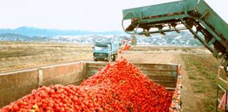 Κακό σερί για τη βιομηχανική ντομάτα της Λάρισας