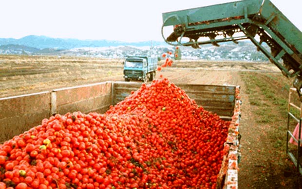 larisa-enarxi-sygkomidis-viomichanikis-tomatas-44576
