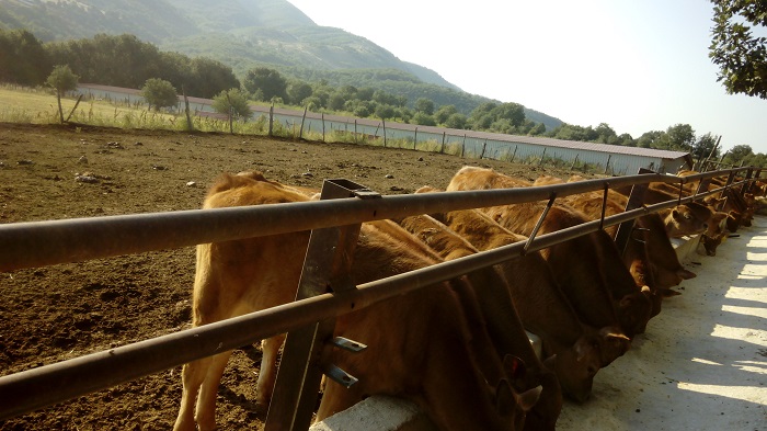 Σταβλικές εγκαταστάσεις: Προς νέα παράταση εν αναμονή του νομοθετικού πλαισίου