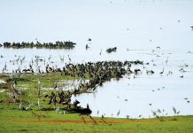 Σε εκατόμβη νεκρών πουλιών μετατρέπεται η Λίμνη Κάρλα