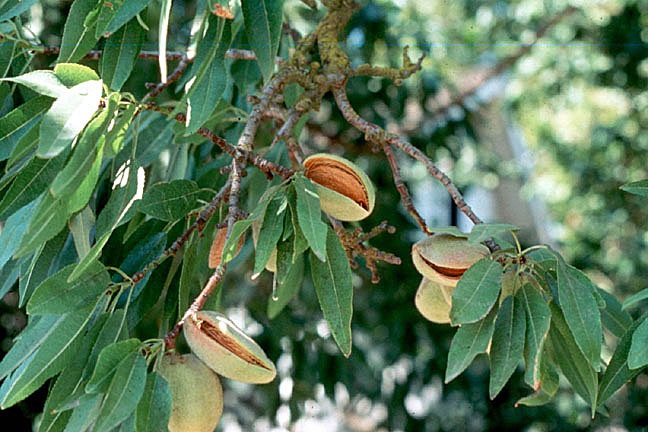 poies-dendrodeis-kalliergeies-entassontai-stis-nees-dasoseis-47845