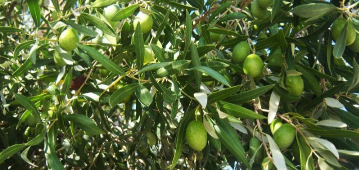 provlimatiki-i-efarmogi-gps-gia-ti-dakoktonia-stin-peloponniso-46405