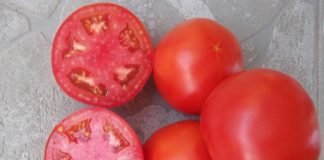 Σε γκρίζο φόντο οι νόστιμες ντομάτες Γουλεμίου Φθιώτιδας