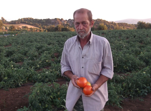 Σε γκρίζο φόντο οι νόστιμες ντομάτες Γουλεμίου Φθιώτιδας