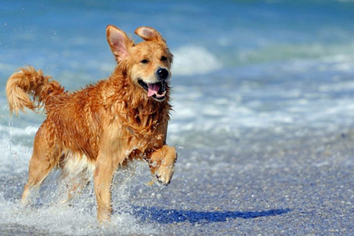 Παραλίες φιλικές για σκύλους στο Δήμο Θερμαϊκού