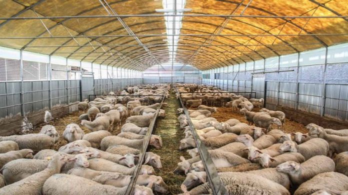 Άδικη και παράλογη η φορολόγηση των στάβλων λέει ο ΣΕΚ Άδικη και παράλογη η φορολόγηση των στάβλων λέει ο ΣΕΚ
