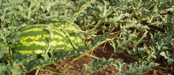 sterea-ellada-choris-zitisi-xekinisan-ta-opsima-karpouzia-45278