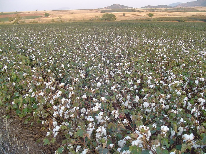 Στα 50 λεπτά το κιλό εκτιμάται η χαμηλότερη τιμή για το βαμβάκι