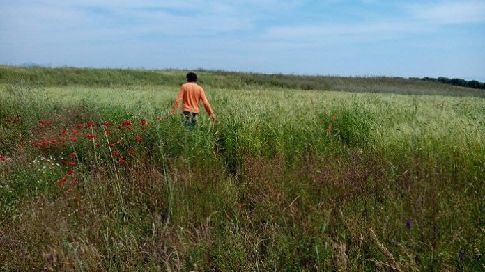 Βιολογικά ντοματίνια από την ΚοινΣΕΠ «Αμάλθεια»