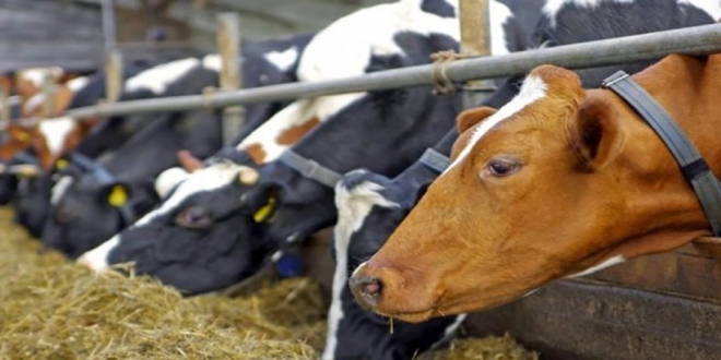 Συναγερμός από την κλοπή 30 βοειδών με οζώδη στην Ημαθία