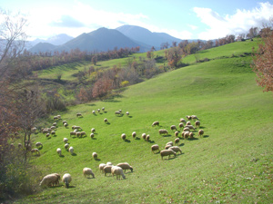 dimopratountai-ta-diacheiristika-schedia-voskisis-thessalias-45269