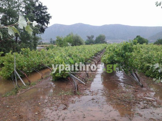 Ανεμοστρόβιλος, καταιγίδα και χαλάζι σάρωσαν καλλιέργειες στην Αρκαδία (φωτό)