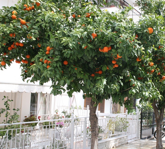 Μπολιάζουν τις νερατζιές για να δίνουν ...λεμόνια