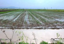 Ν. Χουντής: Ανάγκη άμεσης αποζημίωσης των πληγέντων αγροτών