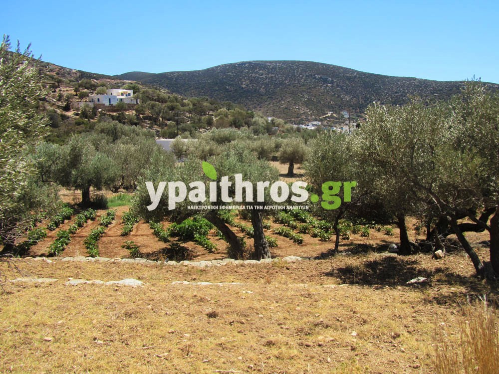 Το ypaithros.gr στη Σίφνο. Ο πρωτογενής τομέας του νησιού σε ένα πλούσιο φωτορεπορτάζ