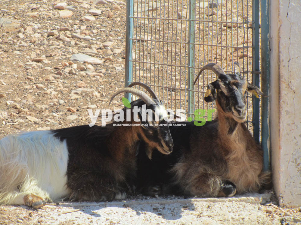 Το ypaithros.gr στη Σίφνο. Ο πρωτογενής τομέας του νησιού σε ένα πλούσιο φωτορεπορτάζ