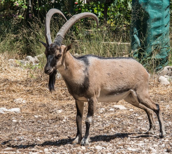 Κρήτη: Κρήτη: