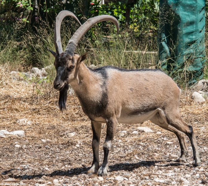 Κρήτη: 