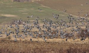 ΑΓΡΙΟΧΟΙΡΟΙ ΚΑΙ ΛΑΓΟΙ: Δύσκολα κυνήγια