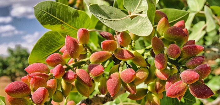 Αίγινα: Όπου η τέχνη γεννάει καρπούς, οι καρποί γίνονται τέχνη…