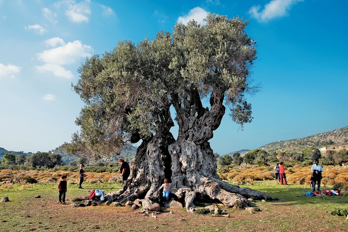 Αίγινα: Όπου η τέχνη γεννάει καρπούς, οι καρποί γίνονται τέχνη…