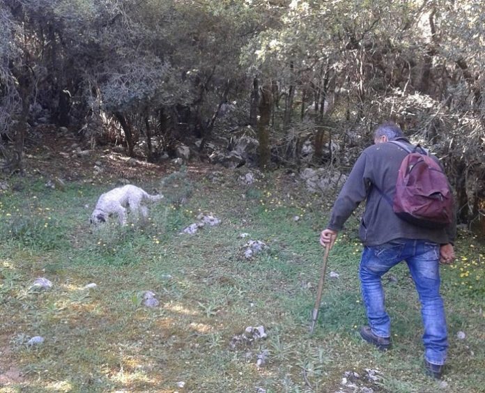 Αναζητούν τρούφα στο Οροπέδιο Λασιθίου