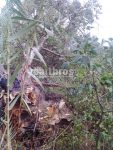 Ανεμοστρόβιλος στην Ανδραβίδα έπληξε αγροτικές καλλιέργειες